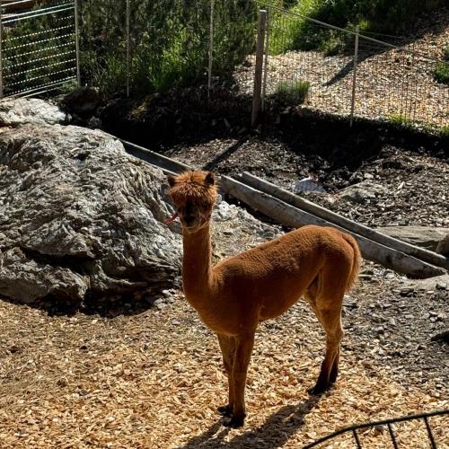 Ausflug ins Murmeltierland 2a und 3b
