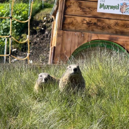 Ausflug ins Murmeltierland 2a und 3b